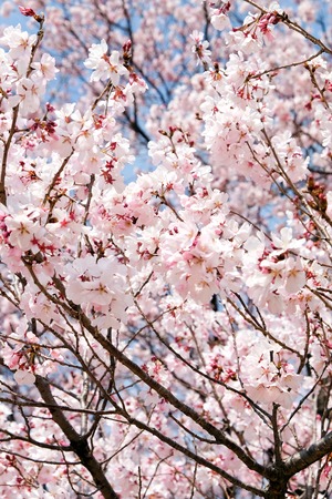Cherry blossom seasonの写真素材