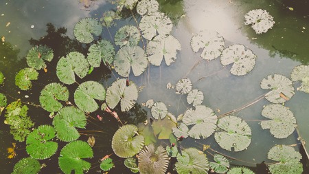 Waterlily in garden pond