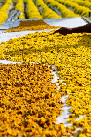 dried chrysanthemum flowers used for making herbal teaの写真素材