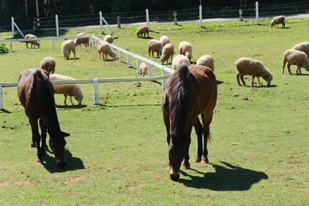 Horses on the Farm, Grazing horsesの写真素材