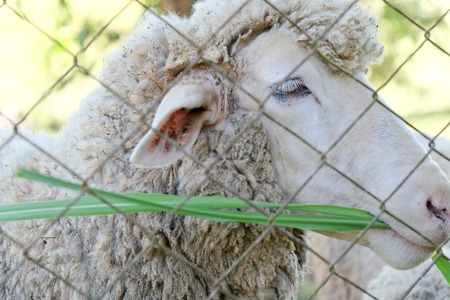 Sheep grazing in the farmの写真素材