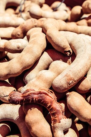 Close up of Tamarind fruitの写真素材