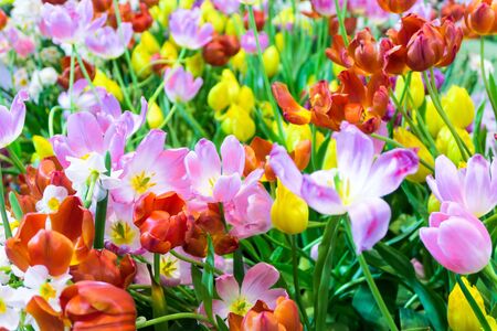 view of Colorful tulips background