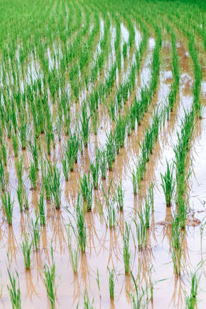 green Rice field at Nan Province,Thailandの写真素材
