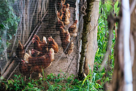 farm animals, Chickens on traditional free range poultry farm in Pua district, Nan province,...