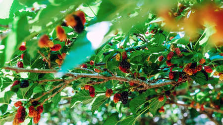 Image of Fresh mulberries on the branch in farmの写真素材