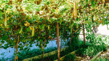 Image of Fresh Green long Cucumber on a branch in greenhouseの写真素材