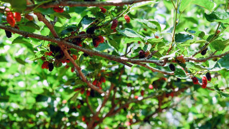 Image of Fresh mulberries on the branch in farmの写真素材
