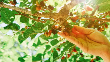 Close-up of hand picking ripe blackberries on the branch in farmの写真素材