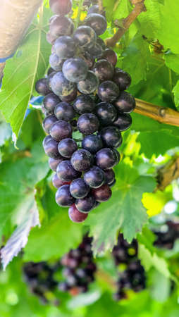 close up image of purple red grapes with green leaves on the vine. vine grape fruit plants outdoors. autumn harvest.の写真素材