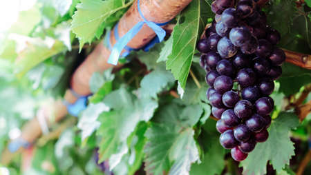 close up image of purple red grapes with green leaves on the vine. vine grape fruit plants outdoors. autumn harvest.の写真素材