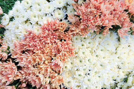 close up image of fresh gerbera flowers in greenhouse at Saraburi Province, Thailand