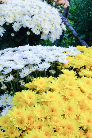 close up image of fresh gerbera flowers in greenhouse at Saraburi Province, Thailand