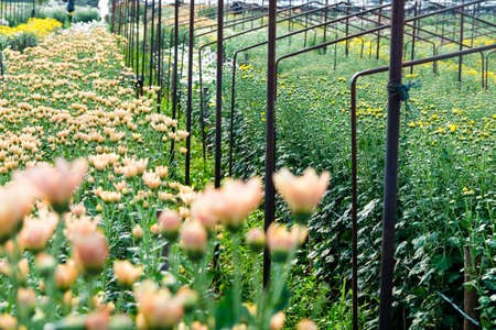 View of Gerbera cultivated flower beds and chrysanthemum flowers are being cultivated on a farm in Saraburi, Thailandの写真素材