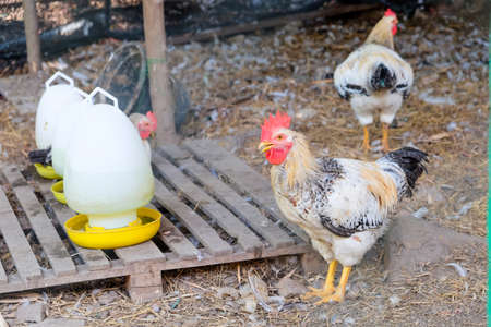 farm animals, Chickens on traditional free range poultry farm in Saraburi province, Thailandの写真素材