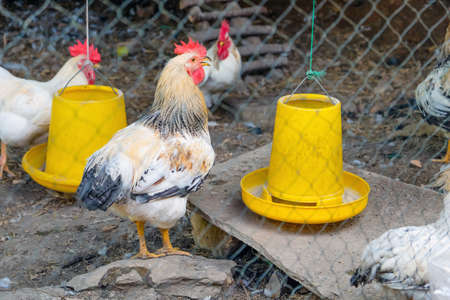 farm animals, Chickens on traditional free range poultry farm in Saraburi province, Thailand