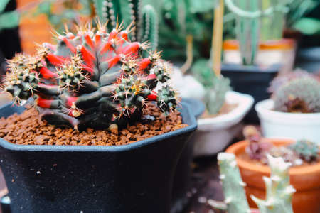 Tiny Potted Cactus. Plants in a pots. Home decor.の写真素材