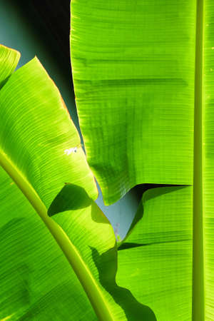Closeup image of green banana tree leaves outdoorsの写真素材