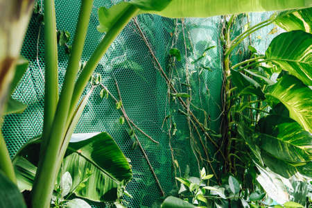 Vertical garden with tropical green leaf. Nature backgroundの写真素材