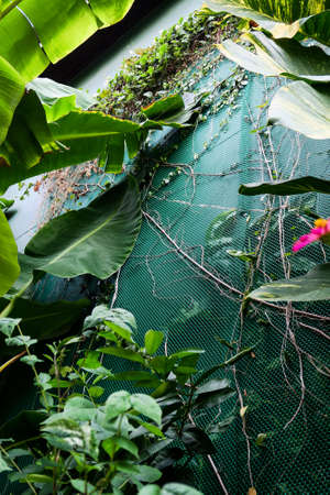 Vertical garden with tropical green leaf. Nature backgroundの写真素材