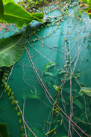 Vertical garden with tropical green leaf. Nature backgroundの写真素材