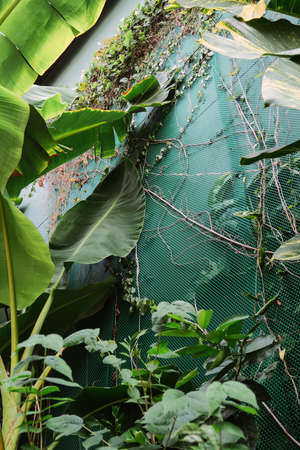 Vertical garden with tropical green leaf. Nature backgroundの写真素材