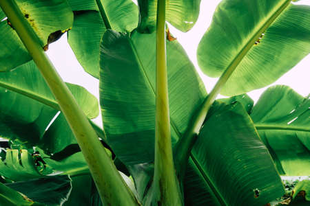 Closeup image of green banana tree leaves outdoorsの写真素材