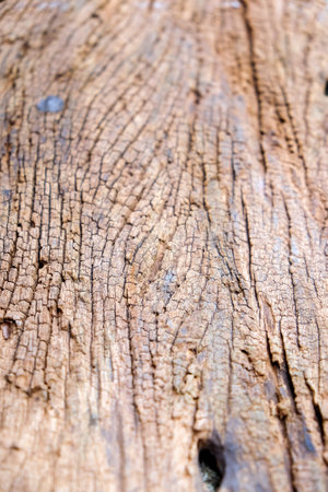 texture of termites devour timber from the insideの写真素材