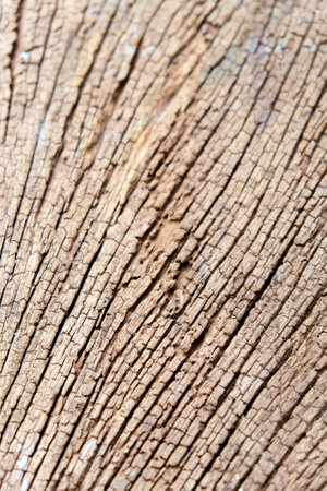 texture of termites devour timber from the insideの写真素材