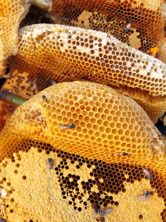 Close up view of the working bees on honeycells. Honeycomb from bee hive filled with golden honey.の写真素材