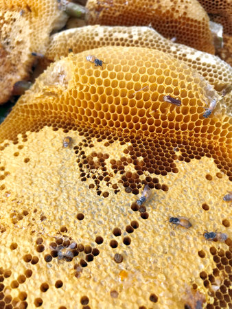 Close up view of the working bees on honeycells with sweet honey.の写真素材