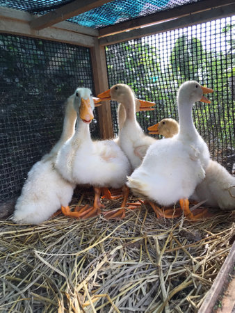 Group of ducks in a cage on the farm. Domestic birds.の素材 [FY310199433800]