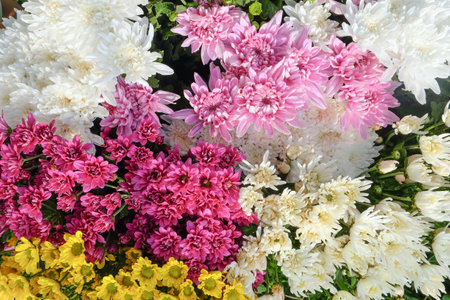 Colorful chrysanthemum flowers as a background, top viewの写真素材