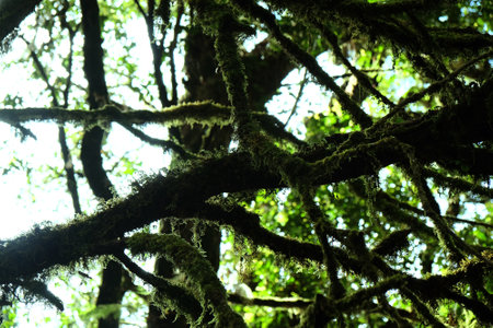 Tropical forest,The forests are abundant, Many kinds of trees in Kew Mae Pan Nature Trail, Doi Inthanon National Park, the highest point in Thailandの写真素材