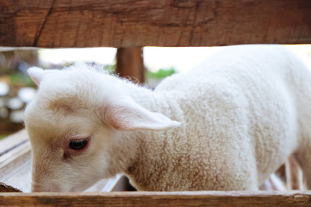 Cute little lambs in a farm. Selective focus.の写真素材
