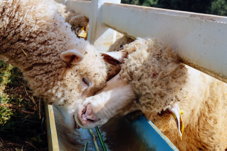 Sheep eating grass in a farm, closeup of photo.