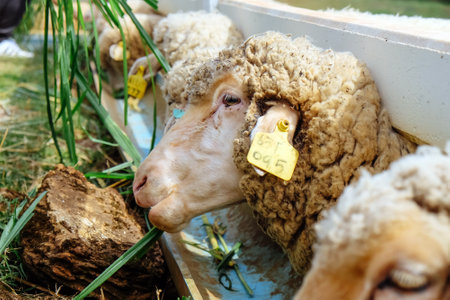 Sheep eating grass in a farm, closeup of photo.の写真素材