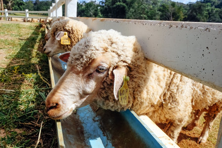 Sheep eating grass in a farm, closeup of photo.の写真素材