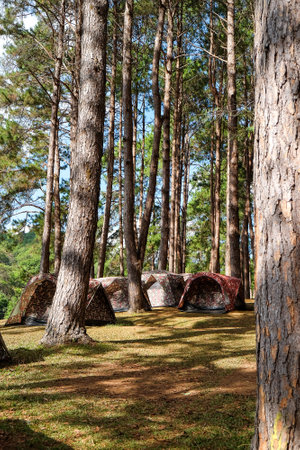 Camping tent in the pine forest at Pang Tong Under Royal Forest Park ( Pang ung ) at Mae Hong Son Province,Thailand. Pang Ung is a popular place to stay in a camping in the winter.の写真素材