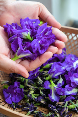 Butterfly pea flower in hand.の写真素材