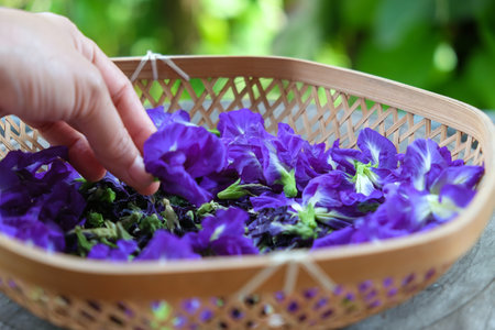 Butterfly pea flower in hand, herbal medicine.の写真素材