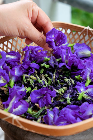 Butterfly pea flower in hand.の写真素材