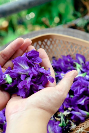 Butterfly pea flower in hand.の写真素材