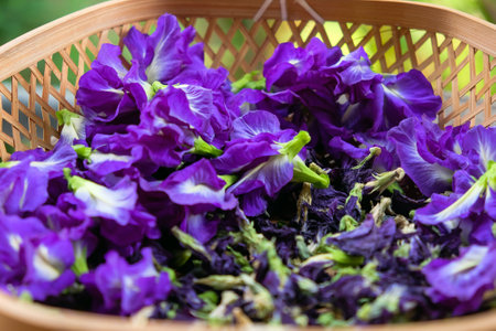 closeup image of butterfly pea flowers in basket, Thai herbal medicine.の写真素材