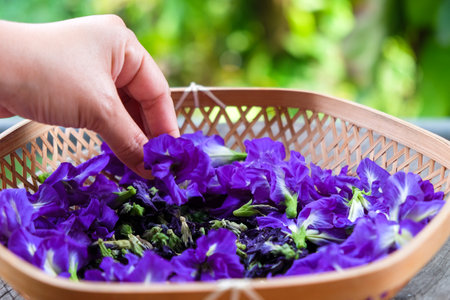 Butterfly pea flower in hand.の写真素材