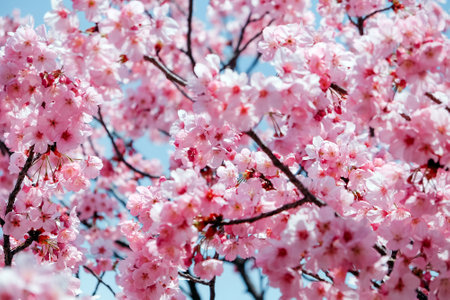 cherry blossom in spring time, sakura flowers bloomingの写真素材