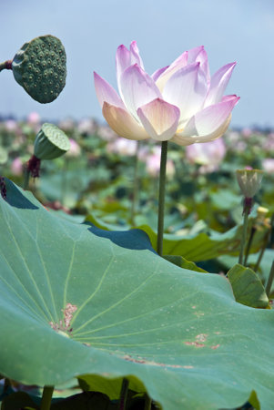 lotus flower and Lotus flower plants in the pondの写真素材