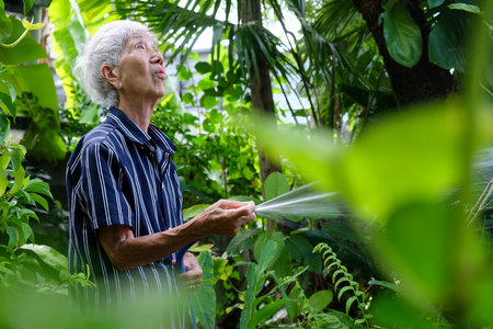 Senior asian woman watering the garden with hose in home garden.の写真素材