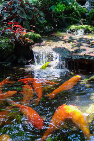 Koi fish swimming in the pond at the Japanese garden, Thailand.