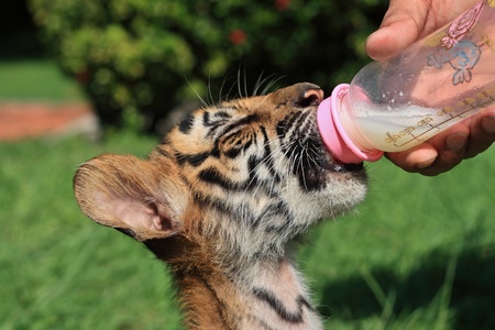 tiger cub eat milkの写真素材